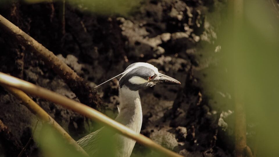 Park Narodowy Everglades Floryda USA